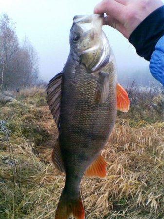 Рыбы и рыбные ресурсы Беларуси.