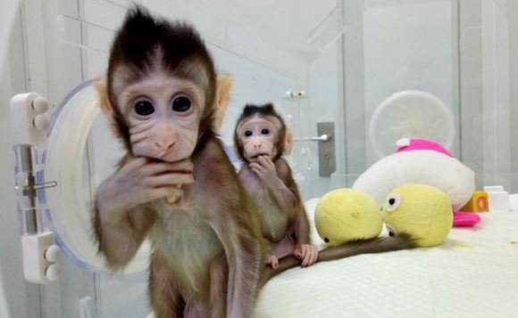 В Китае клонировали обезьяну методом, пригодным для клонирования людей