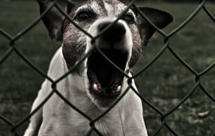 Собаки насмерть загрызли мальчика на заводе в Польше