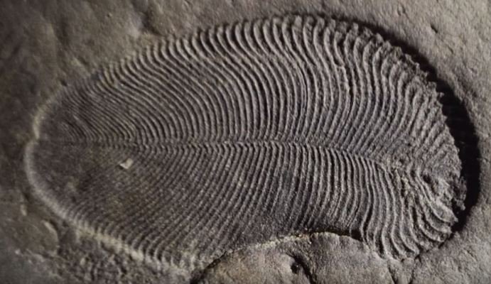 Археологи обнаружили останки организма, которому 558 млн. лет