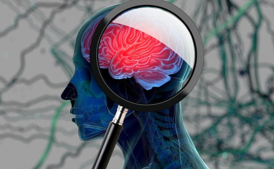 свойства мозга ученые исследования