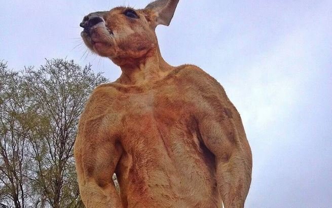 В Австралии не стало известного кенгуру-качка Роджера