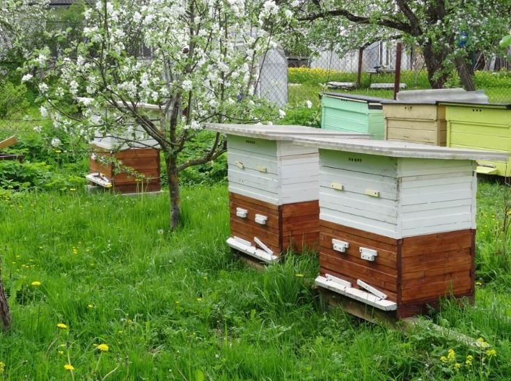 Двое жителей Орши украли пять ульев с пчелами