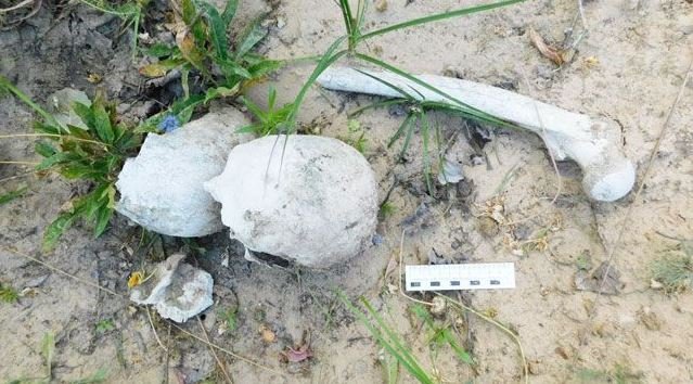 Грибник в Кобрине нашел человеческие останки 70-летней давности