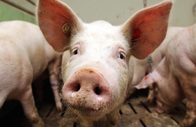 Беларусь ограничила ввоз свинины из Словакии и Болгарии