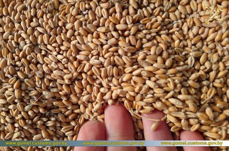 В Беларусь пытались нелегально ввести десятки тонн арбузов и пшеницы