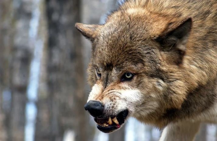 Волчица напала на двух сельчан в Лоевском районе 