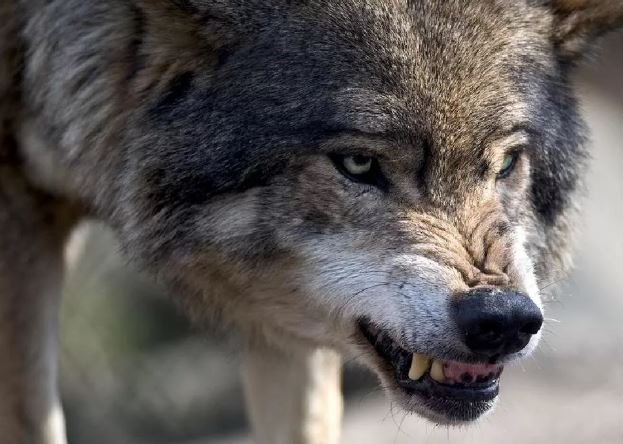 Бешеного волка забросали петардами в Сенненском районе
