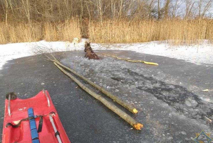 В Городокском районе спасатели достали провалившегося под лед лося