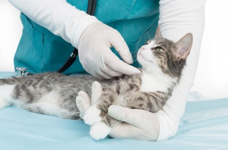 В США у кошек выявлены первые случаи заражения коронавирусом