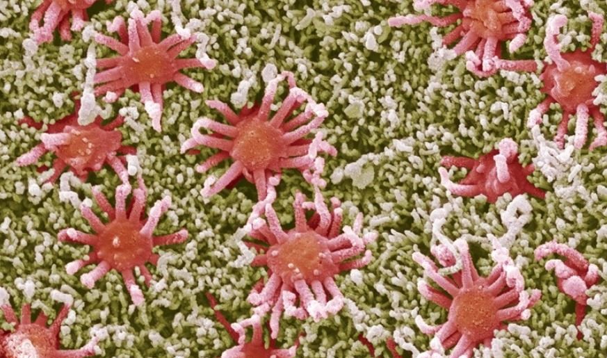 Найдена мутация нового коронавируса, которая делает антитела бессильными