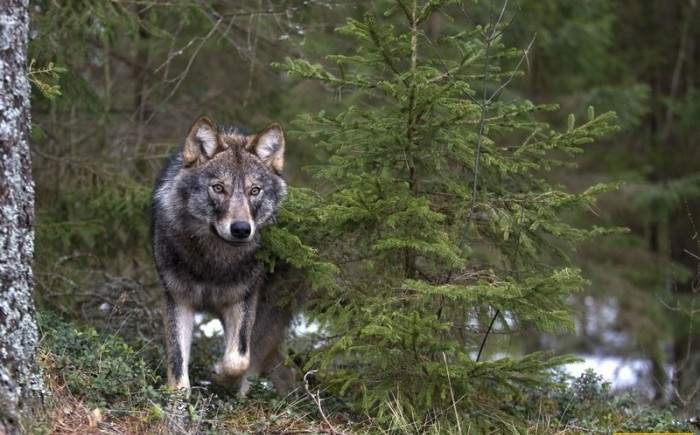 В Пинском районе волк напал на трех женщин и домашних животных