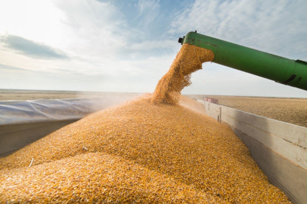 Правительство на полгода запретило вывоз зерновых из Беларуси