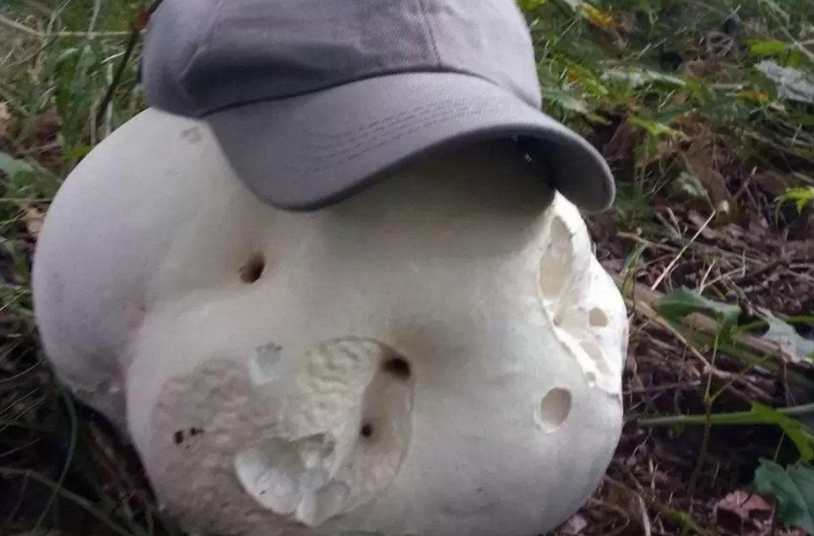 В Лидском районе нашли съедобный гриб весом 5,5 кг