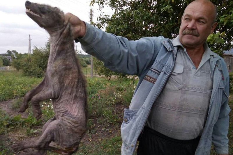 В Лепельском районе мужчина поймал неизвестное животное
