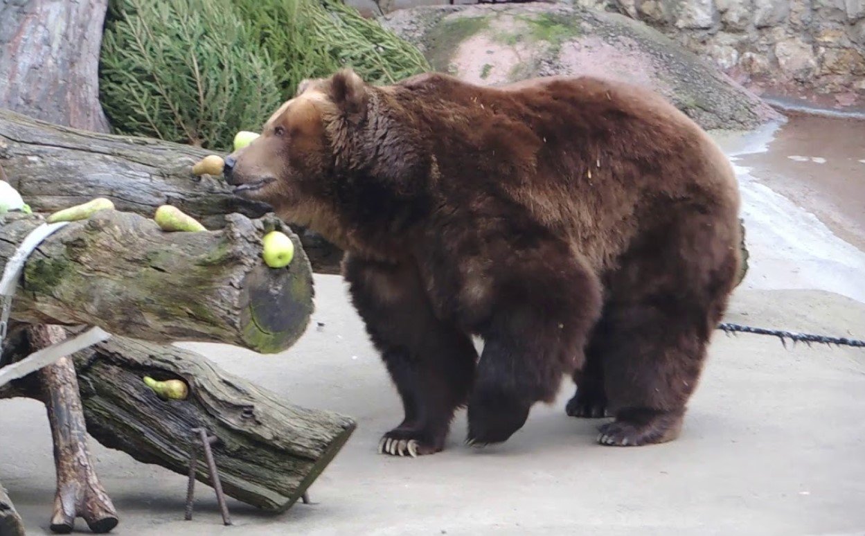 В зоопарке Ташкента женщина сбросила девочку в вольер с медведем