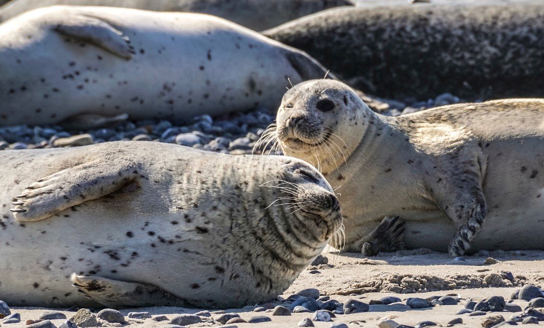 Каспийский природоохранный центр сообщил о росте числа погибших тюленей до 1700