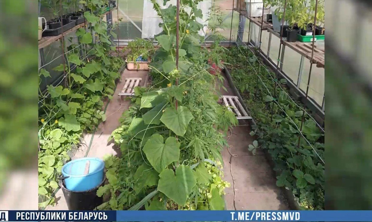Житель Барановичского района замаскировал нарколабораторию под овощную теплицу