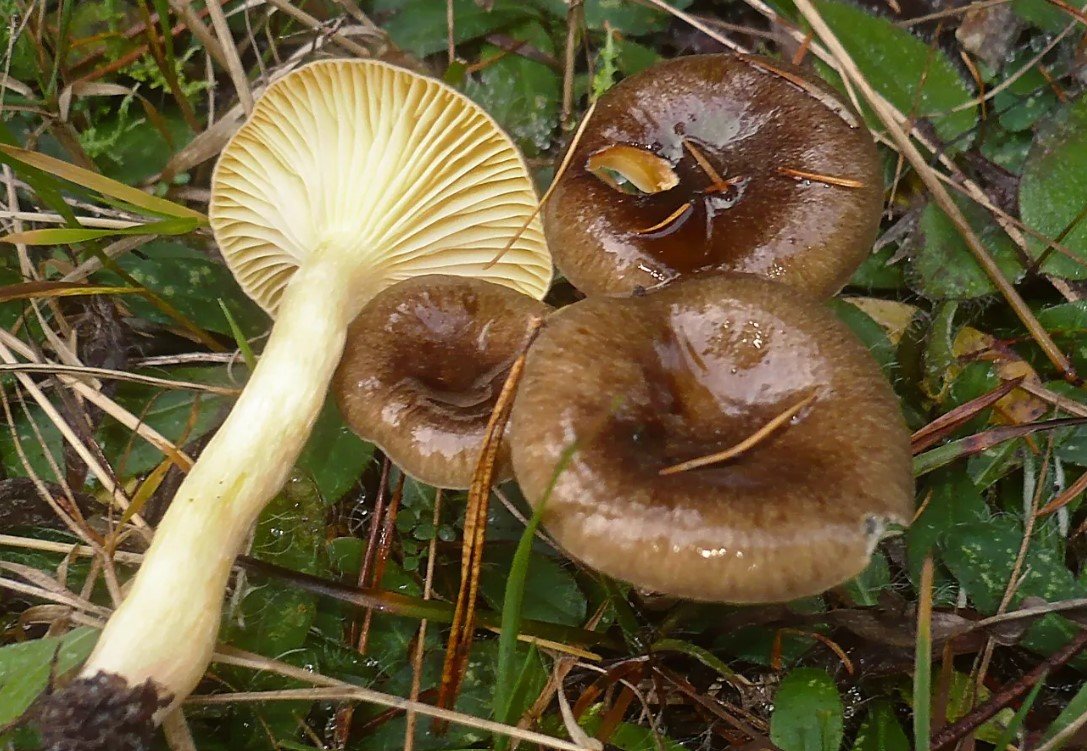 «Съедобный гигрофор»: какие вкусные грибы собирают в лесах Беларуси в ноябре