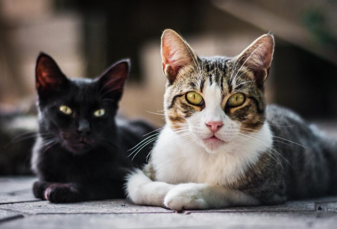 «К удаче и счастью»: популярные приметы про кошек, в которые верили наши предки