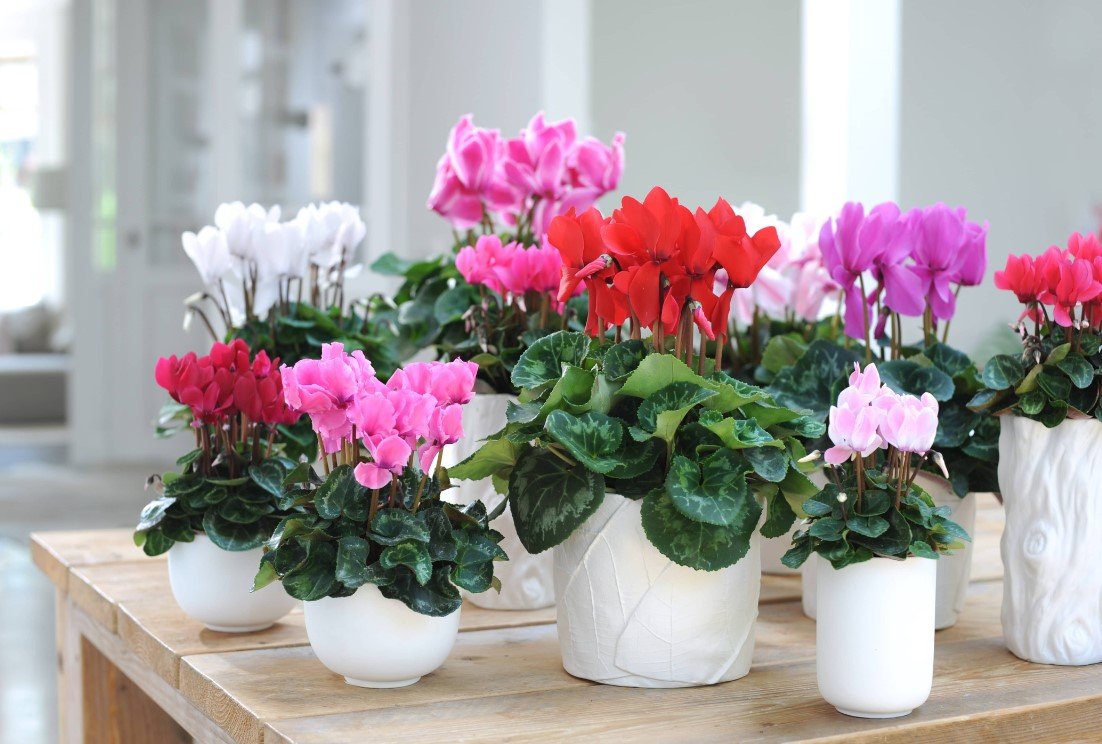 Эксперты назвали комнатные цветы, привлекающие позитивную энергию в дом