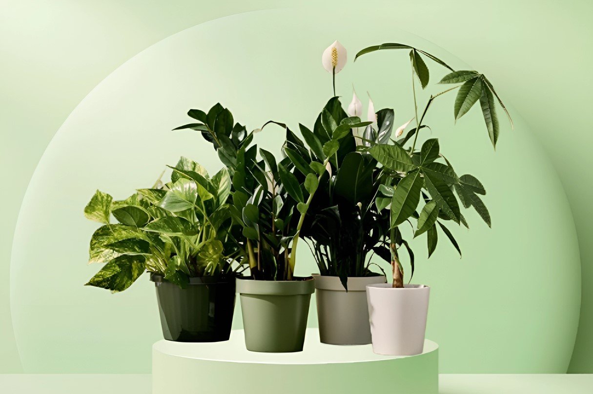 Должны быть в каждом доме: 6 комнатных растений с положительной энергетикой