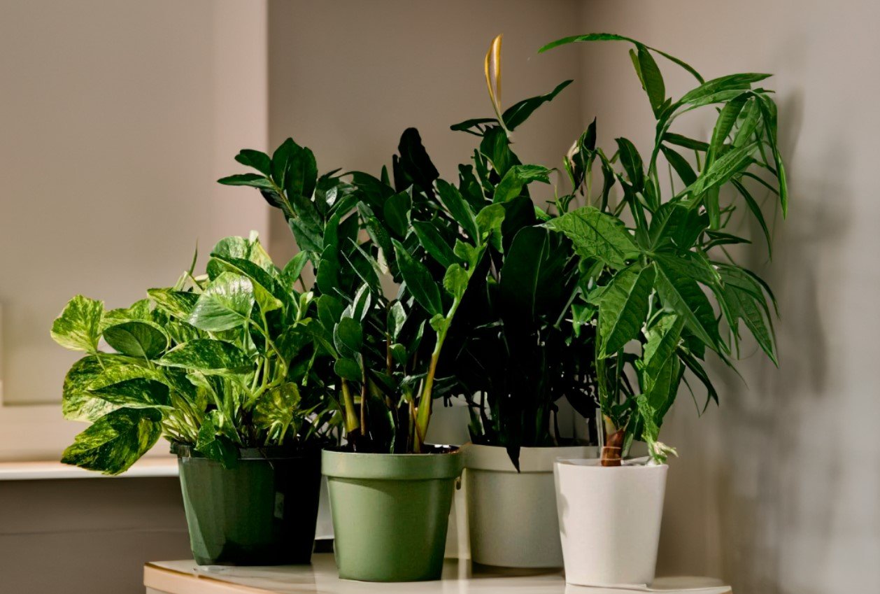Комнатные растения получат питательную подкормку: запомните эту простую домашнюю подкормку
