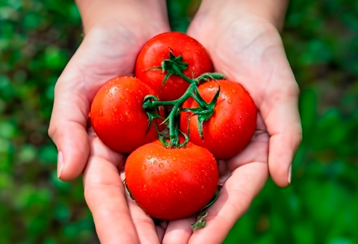 Урожай помидоров приятно удивит: попробуйте азиатский метод выращивания томатов