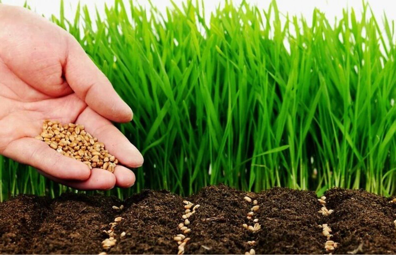 Как улучшить плодородие почвы: соблюдайте эти 5 главных правил по обработке грунта