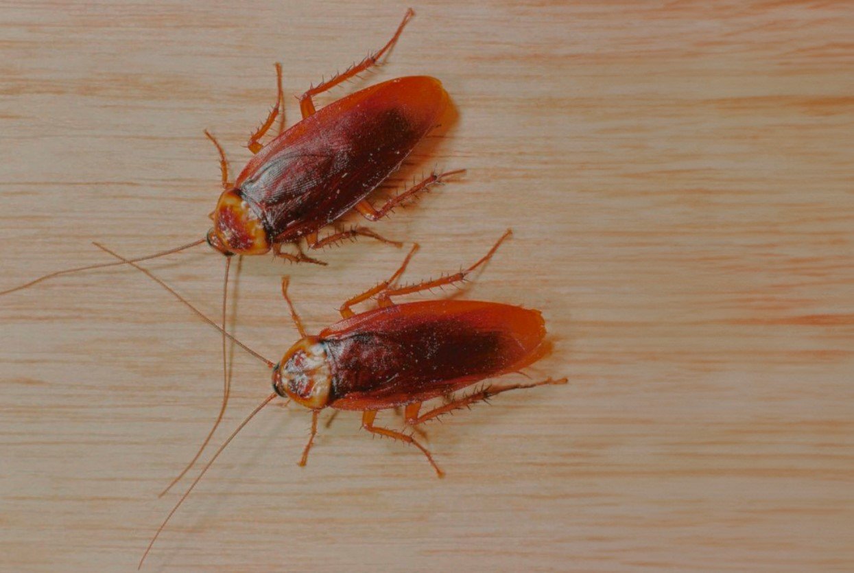 Тараканы быстро исчезнут: насекомые разбегутся при появлении в комнате известной домашней приправы