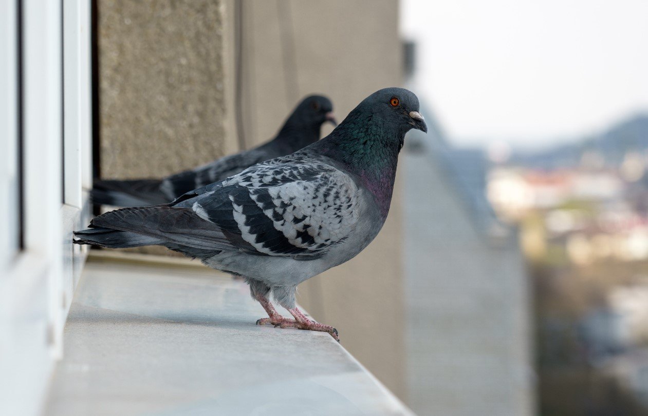 Голуби оставят ваш балкон в покое навсегда: запомните эти 5 методик отпугивания птиц