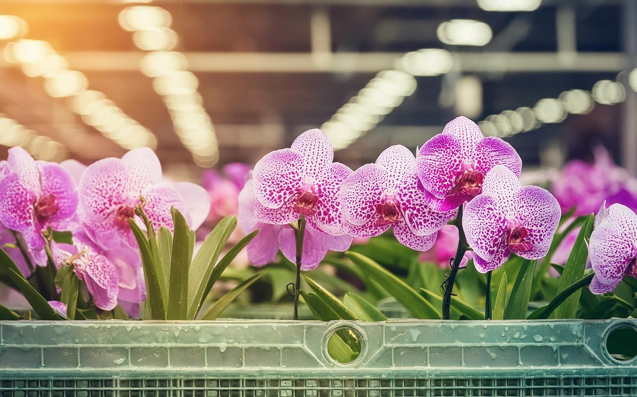 Орхидеи зацветут роскошным букетом: избегайте 3 самых частых ошибок по выращиванию цветов