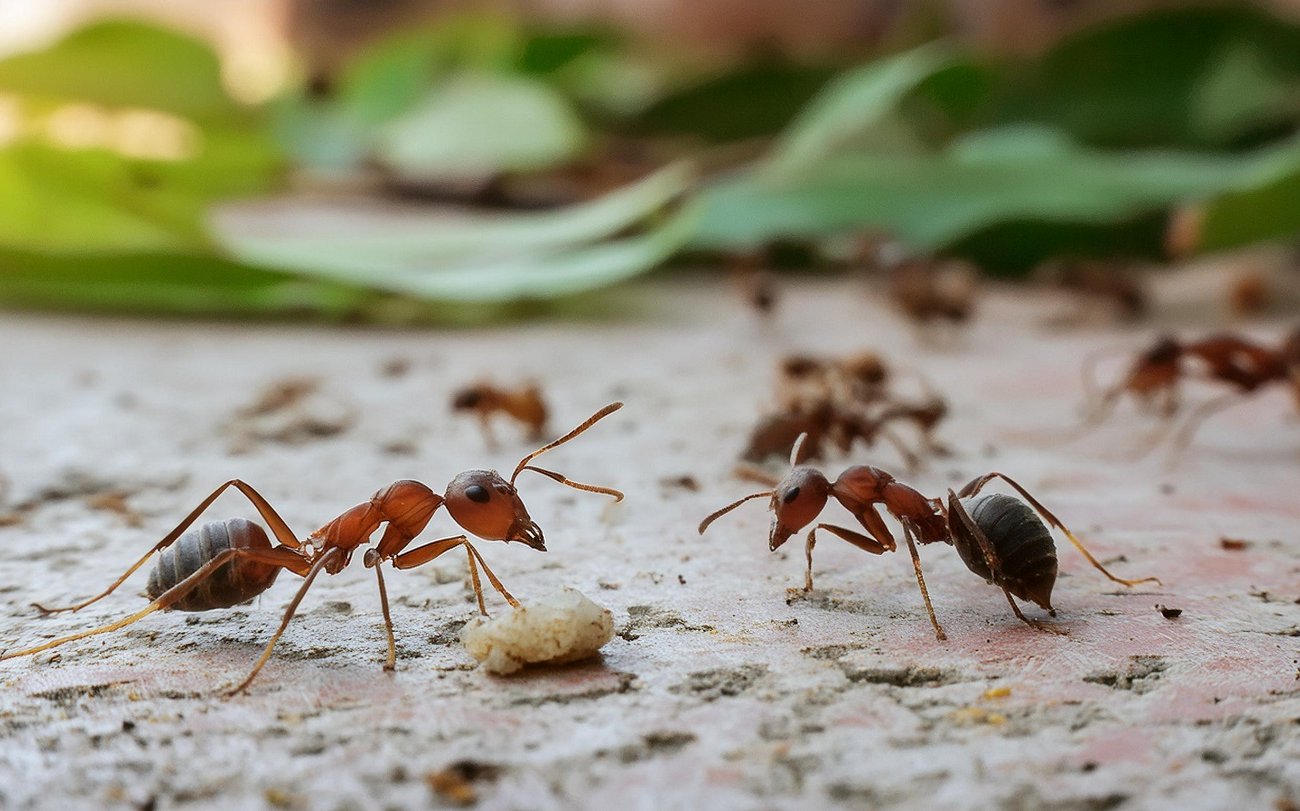 Muurahaisista ei jää jälkeäkään: kokeile näitä yksinkertaisia ​​tapoja torjua hyönteisiä
