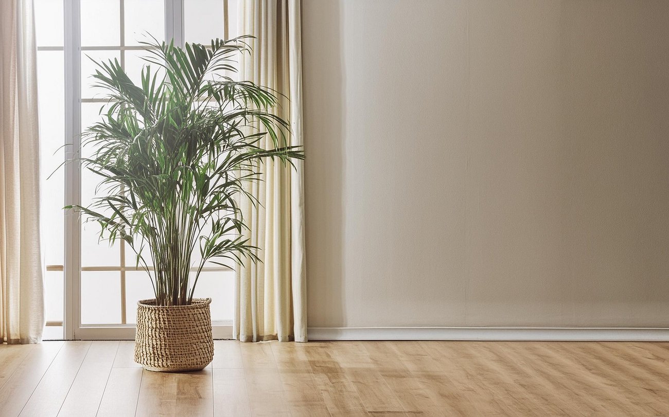 Какие растения очищают воздух в квартире: обязательно посадите эти 3 вида 