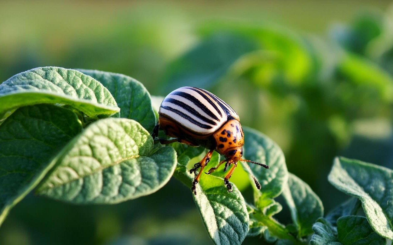 Колорадские жуки сбегут с вашего огорода: запомните этот способ с растительным маслом