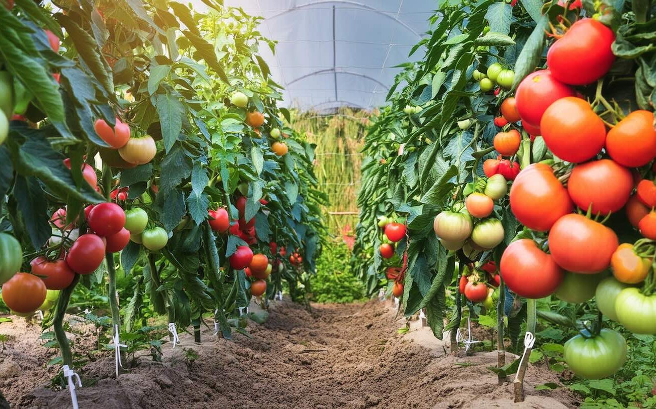 Когда нельзя поливать помидоры: запомните эту рекомендацию для сохранения урожая