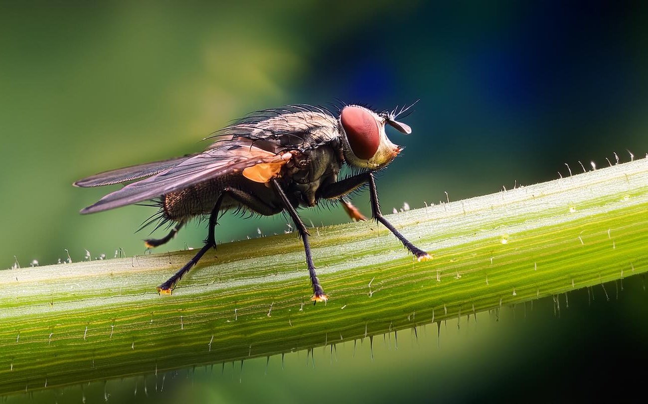 Мухи перестанут беспокоить вас на даче: проверенные способы защититься от насекомых