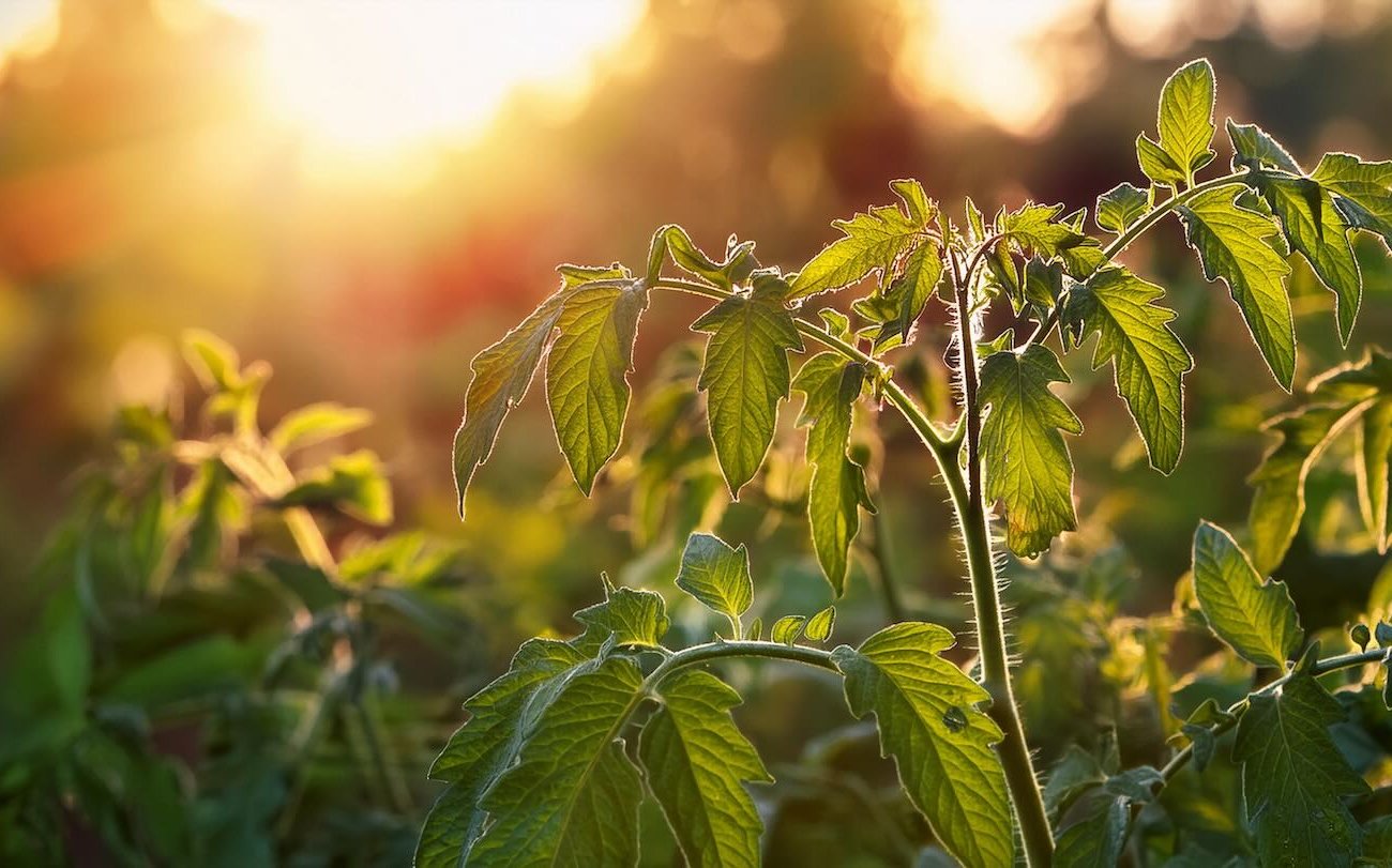 Урожай не пострадает от жары: запомните главные правила летнего ухода за растениями