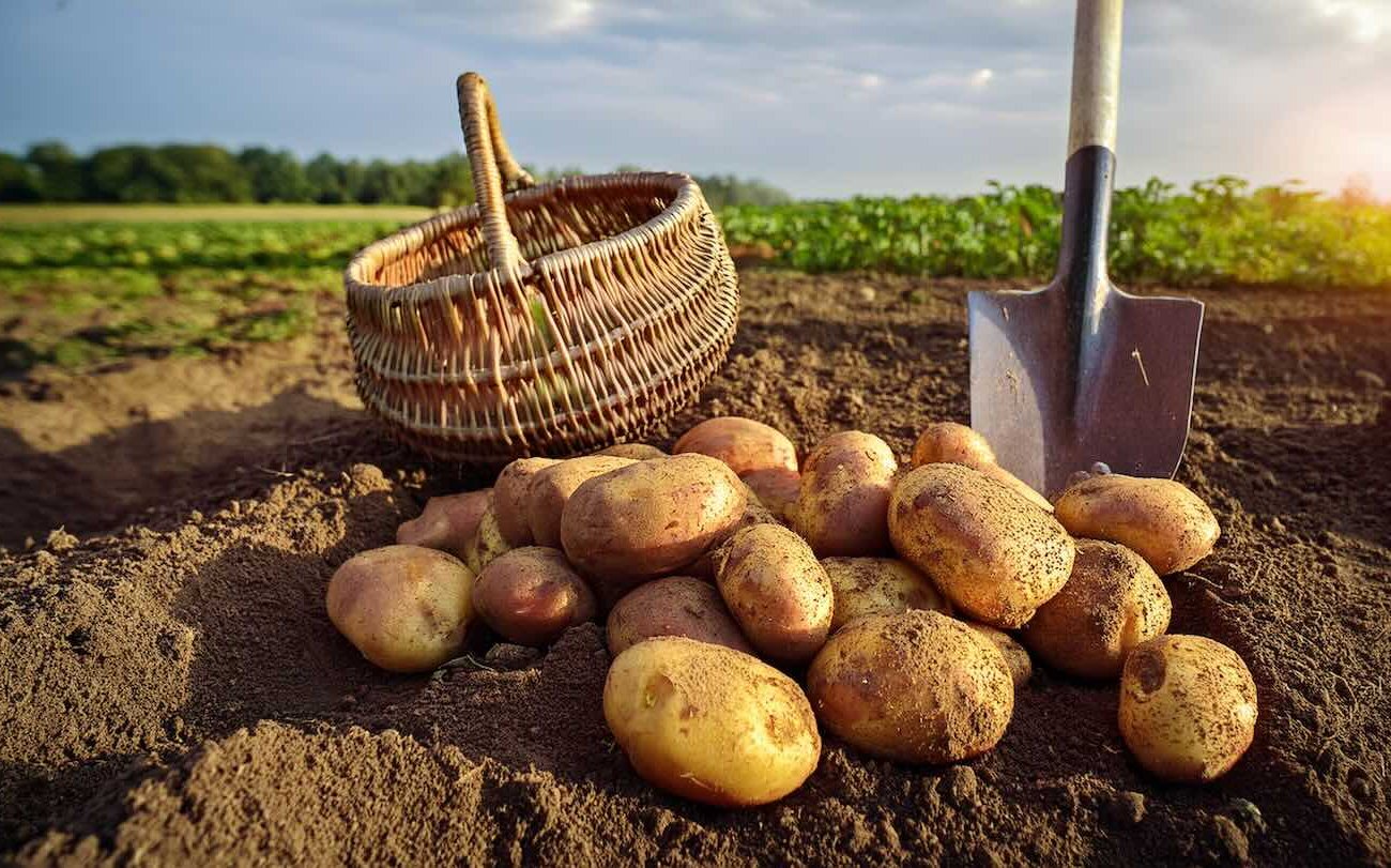Картошка вырастет крупной и вкусной: хитрости полива от опытных дачников