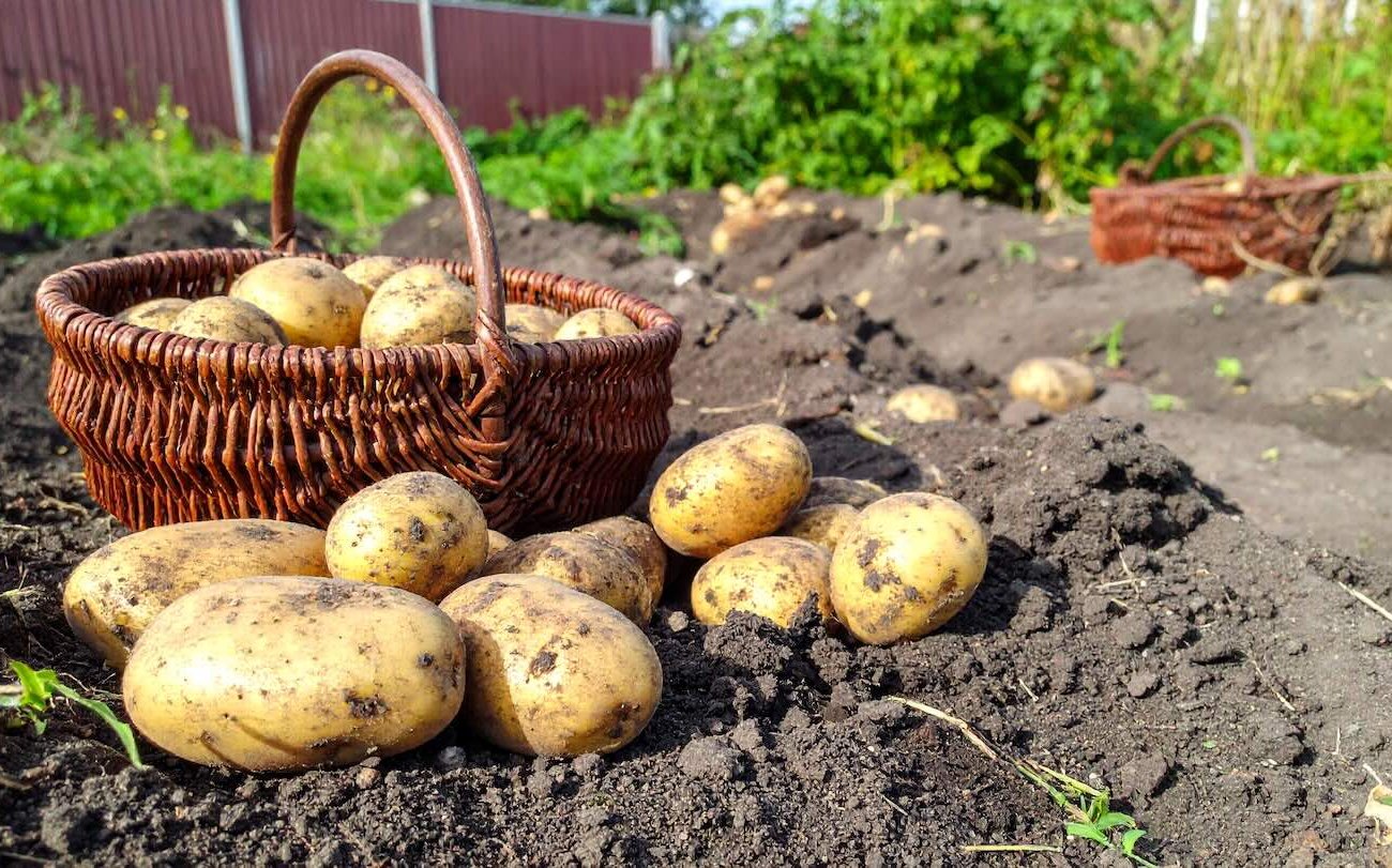 Клубни картошки вырастут размером с кулак: дачник рассказал о правилах подкормки овоща
