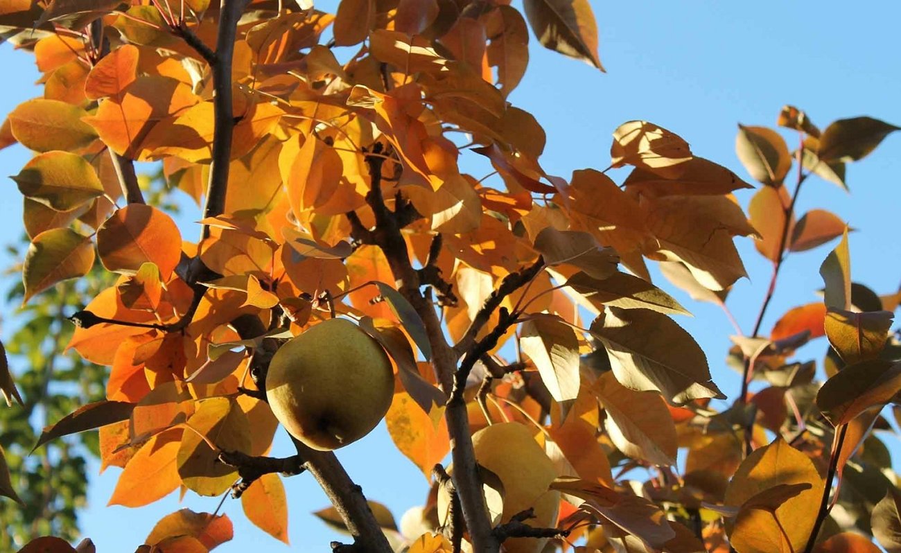 Сад и огород переживут морозы без потерь: запомните 4 важных дела перед холодами