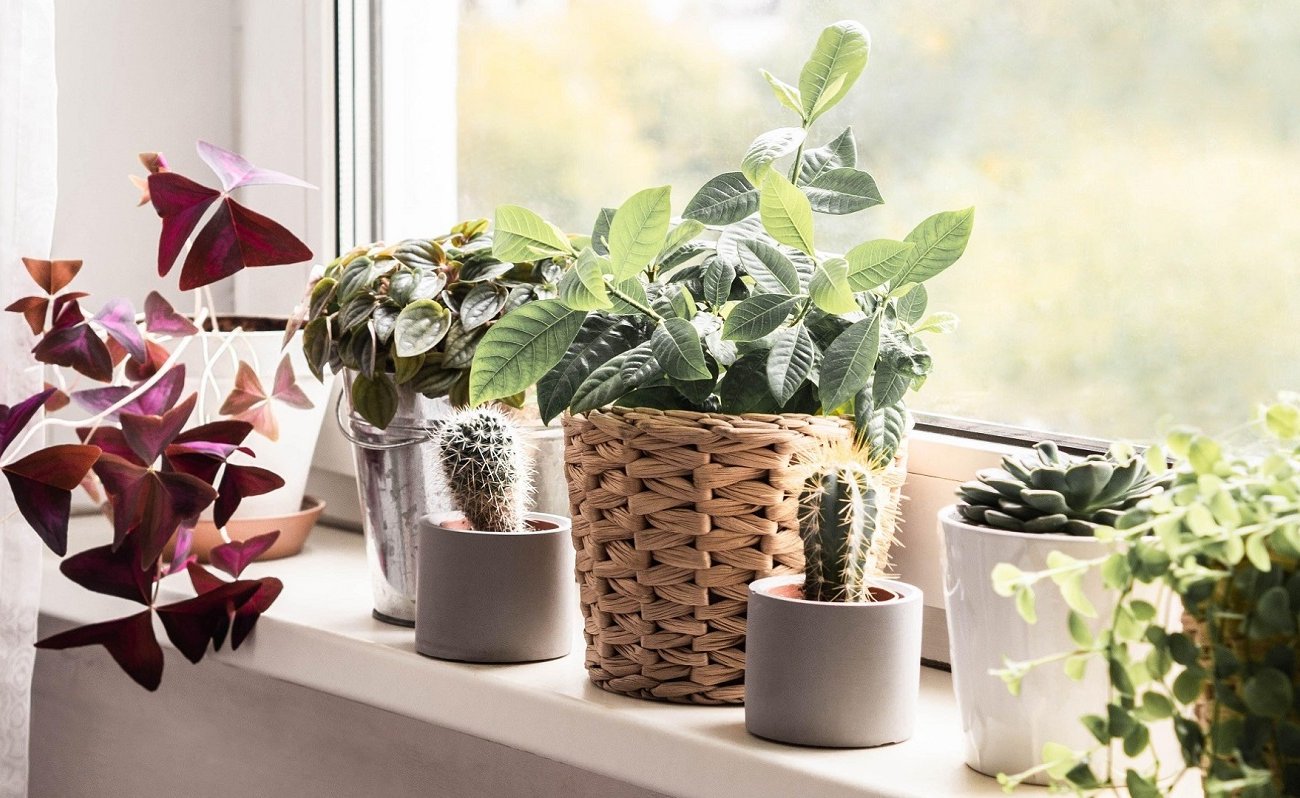 Комнатные растения зацветут пышно и ярко: запомните способ подкормки свекольной водой