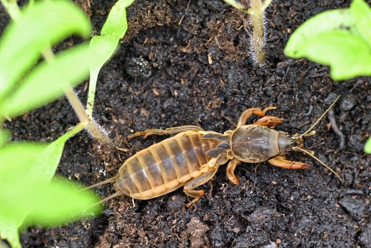 Медведки не будет уже к весне: запомните, что опытные дачники делают в ноябре на огороде
