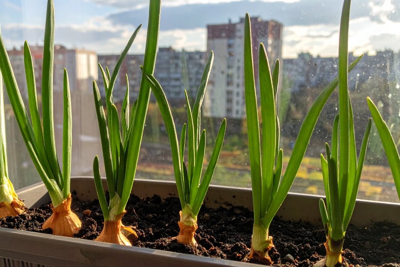 Лук на подоконнике будет расти как на дрожжах: 3 простые хитрости для пышной зелени