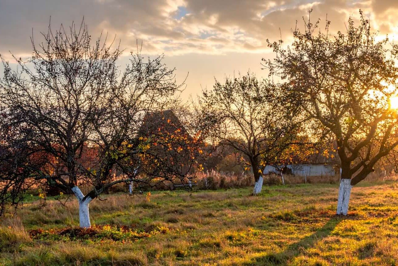 Яблони переживут зиму и порадуют урожаем: запомните важные работы в саду в ноябре