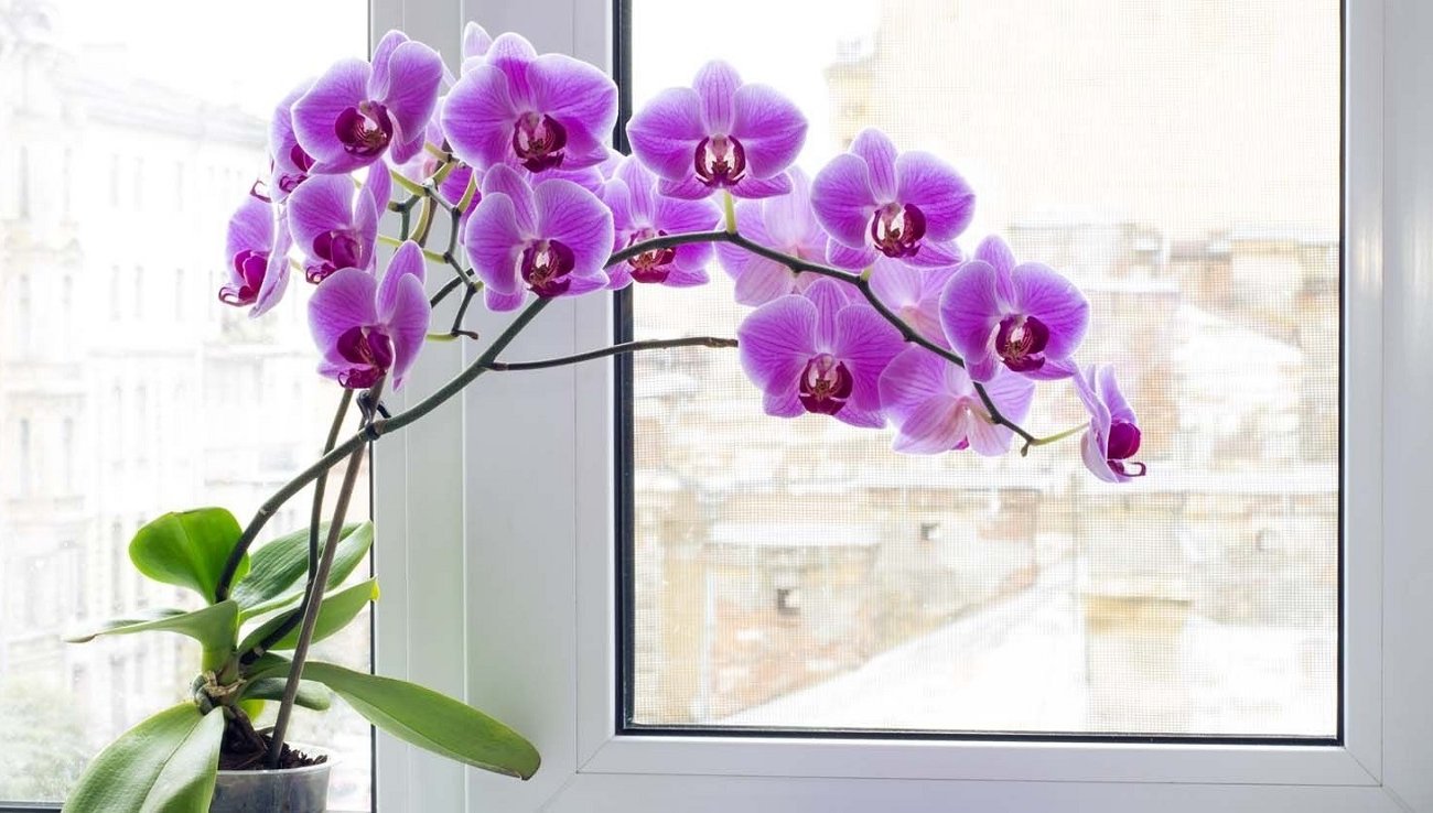 Как заставить орхидею цвести без дорогих удобрений: поможет домашняя настойка