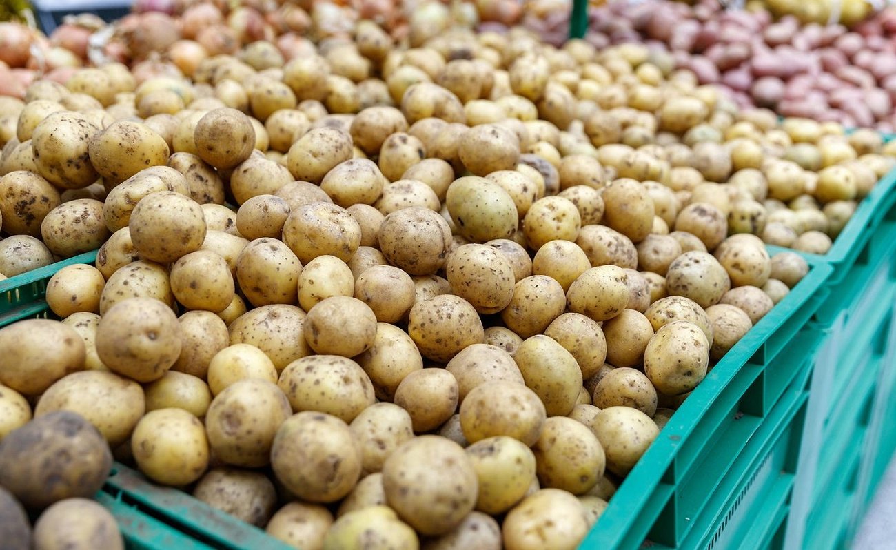 Картофель будет вкусным и без нитратов: вот на что надо смотреть при выборе клубней овоща