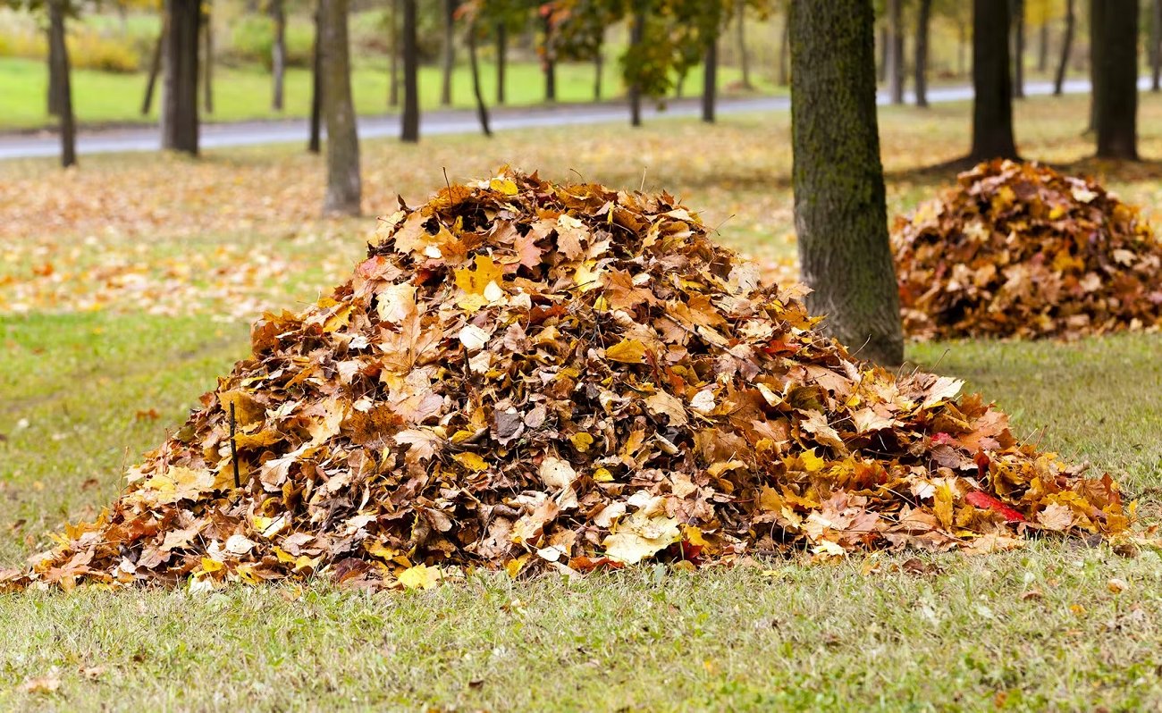 Собираю осенние листья и использую их с умом: 7 проверенных способов использования опавшей листвы