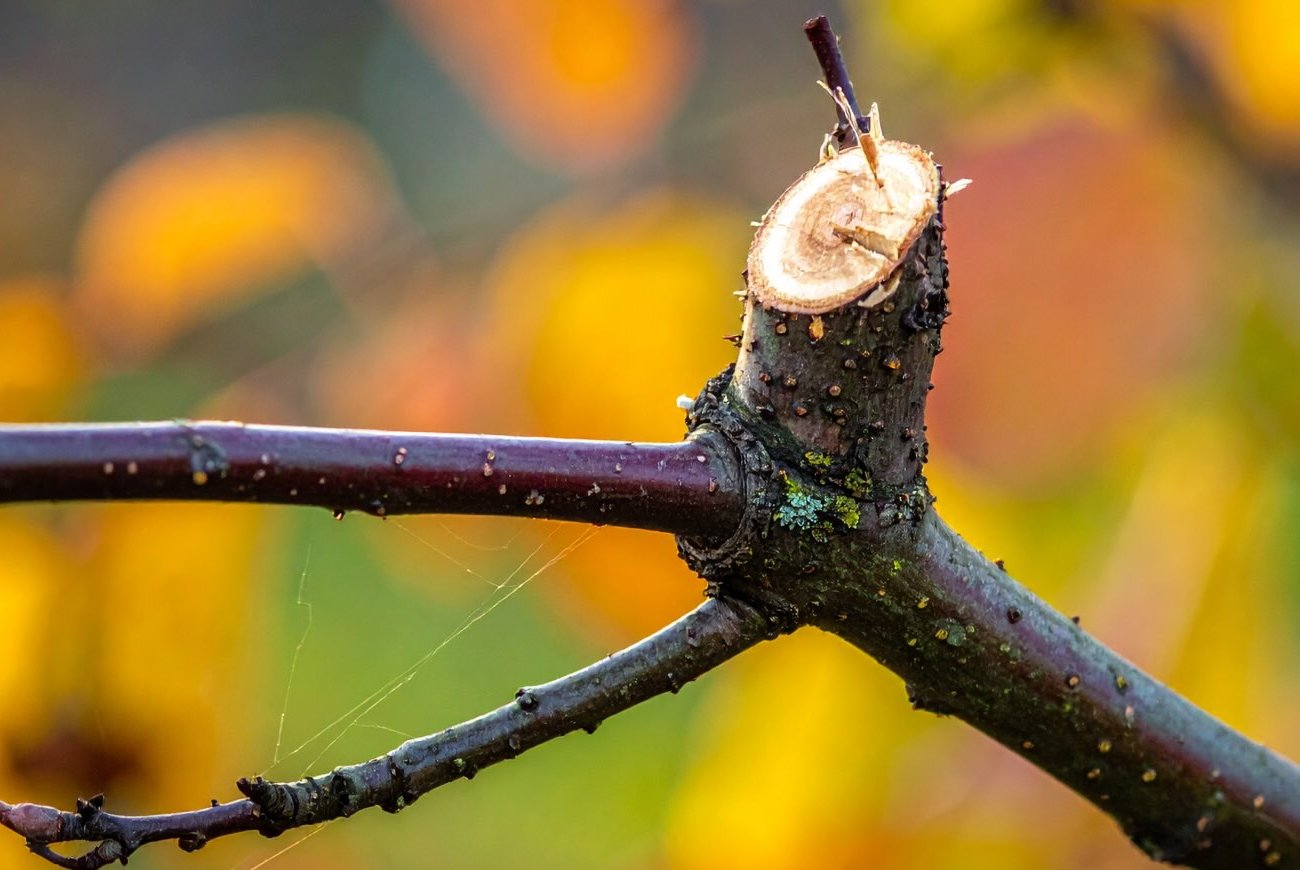Яблони станут здоровее и урожайнее: правила осенней обрезки плодовых деревьев