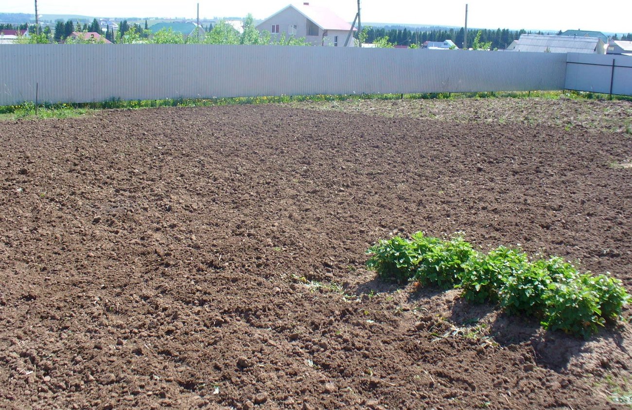 Восстанавливаю почву после сбора лука домашними средствами: теперь земля как чернозем